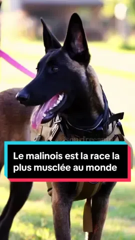 Le Malinois est reconnu comme la race de chien la plus musclée au monde. Alliant force, agilité et endurance, ce chien impressionnant est idéal pour de nombreuses tâches exigeantes. Utilisés par les militaires, la police et les sauveteurs en montagne, les Malinois sont capables de maîtriser des situations difficiles et de naviguer dans des environnements complexes grâce à leur puissance physique et leur agilité. Leur endurance exceptionnelle leur permet de maintenir un haut niveau de performance sur de longues périodes. Mais le Malinois n'est pas qu'un tas de muscles : il est également extrêmement intelligent et facile à entraîner, ce qui en fait un excellent choix pour les familles actives et les professionnels du monde canin. Toutefois, ce chien n'est pas destiné aux débutants. Il nécessite beaucoup d'exercice et de stimulation mentale pour être heureux et équilibré. Sans cela, il risque de devenir malheureux. Malgré sa force exceptionnelle, le Malinois est adorable et fidèle envers ses propriétaires, offrant un équilibre parfait entre puissance et affection.