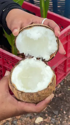 Rare Coconut 🥥 - Thai Fruit | Shop name: สถานีมะพร้าวกะทิ 📍Location: In front of Chulamani Temple,  Amphawa, Samut Songkram,Thailand |  @@Food Land ##asmr##fruit##foodland