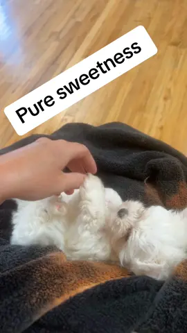Little diva playing while we wait at the vet!! #maltese 