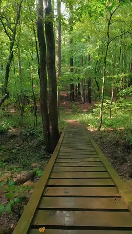 Nature Vibes in Georgia - Cochran Mill Park - Chattahoochee Hills #waterfall #waterfalls #nature #naturevibes #naturelove #naturelover #naturelovers #calming #positivevibe #peaceful #goodvibes #longwaydown #forest #forestvibes #photography #beauty #fyp #takeawalk #explore #trail #Hiking #hike #Outdoors #trails #lovetrails #positivevibes #natureisbeautiful #meditation #aestheticnature #timepass #lostworld #meditate #trailspinexplorer 