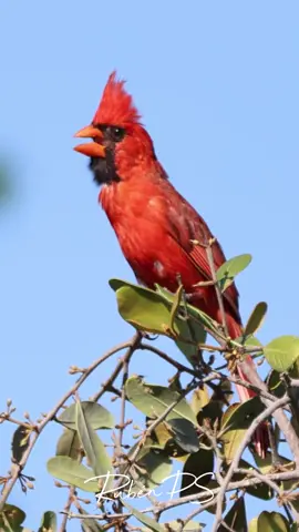 Les comparto este video del Cardenal Rojo Macho (Cardinalis cardinalis) y su hermoso canto. Especie protegida y en peligro de extinción.  ‼️Por favor No compres aves‼️ #birdsofinstagram #your_best_birds #bestbirdshots #nuts_about_birds #birds_adored #peninsuladeyucatan #best_birds_of_ig #birds_captures #hummingbird #lovebirds #best_birds_of_world #total_bird #ip_birds #birds #visityucatán #igbirds #allmightybirds #yucatanmexico #yucatánescolor #yucatantoday #bestbirds #ig_discover_birdslife #birds_private #birdsphotography #birdslovers #sigmacreators #natgeoyourshot #life #colors_of_day