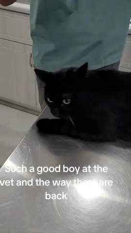 Vet visit to get some medicine. #cats #blackcat #lifewithcats #catsoftiktok #vetvisit 