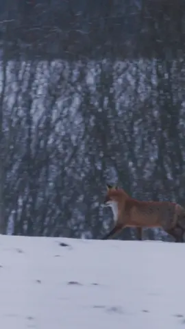 foxeses! yes! #fypシ゚viral #DidYouKnow