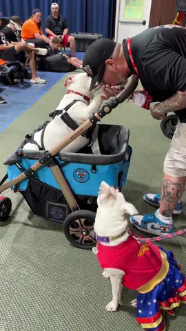 Deaf Dog was meant for this work🥺 #doglove #rescuedog #dogsoftiktok #specialneeds #fypage #fy 