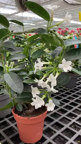 Madagaskar Jasmine / Melati Stephanotis Floribunda Tersedia bibit pohon nya #madagaskarjasmine #melatiwangi #melatiputih #stephanotisfloribunda 
