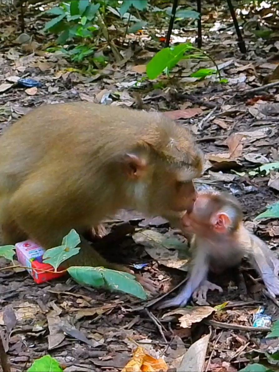 Really so Sweet motivation mom kiss  give power baby learn walking  #babymonkey #cuteanimals #monkeycry #animalsbaby #poormonkey #animals #monkeycute #monkeyface 