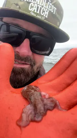 Baby Octopus jumps back into the Big Blue Ocean. #octopus #crab #seafood #bigfish #saltwaterfishing #rockhold #deepseafishing #seafood #friendliestcatch 