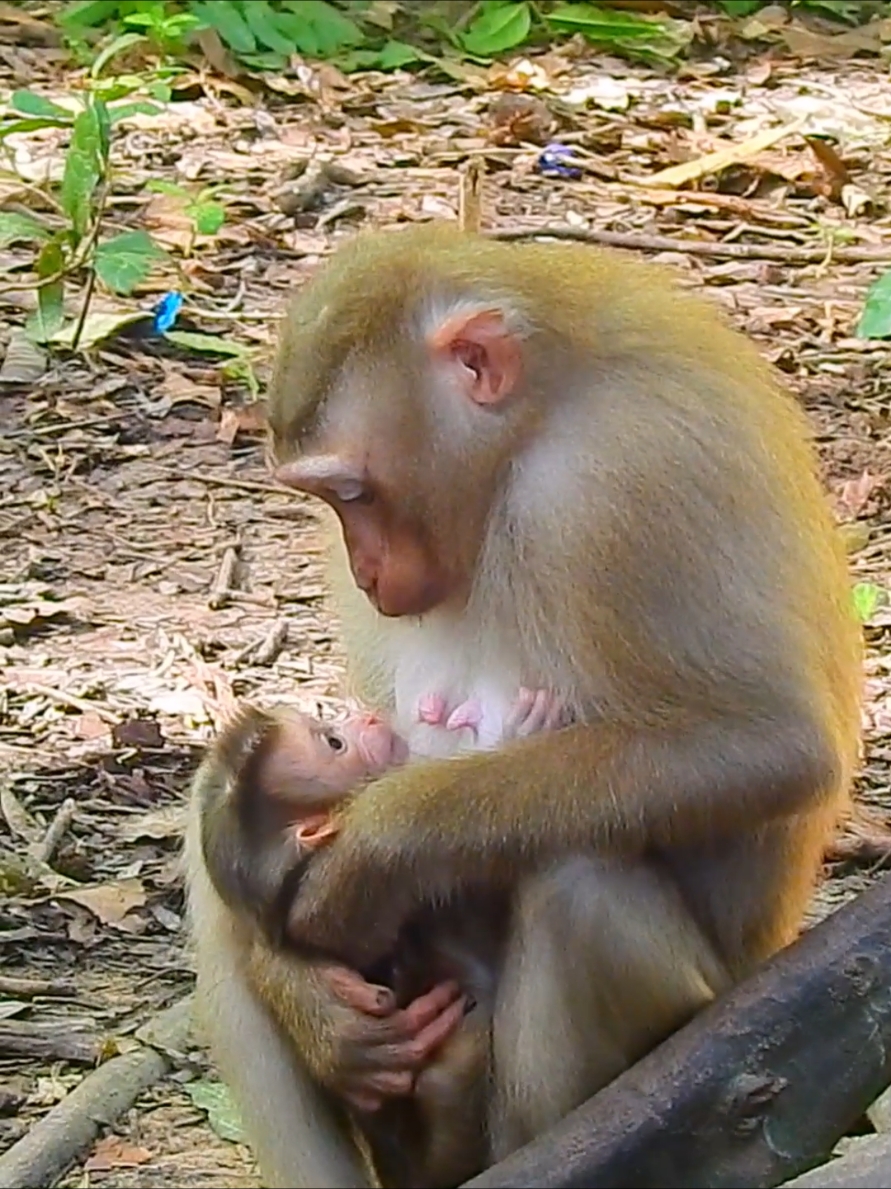 Good mom talk teach newborn baby be good obedient baby so lovely #monkeyface #monkeycute #animals #poormonkey #babymonkey #monkey 