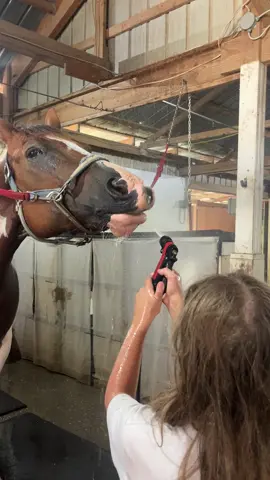Uno loves playing with the hose on a hot day! #farmlife #horsefarm #horsesoftiktok #apha #drawfour 