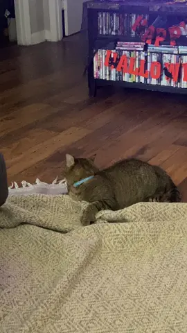 #catsoftiktok #cat #cats #catlover 