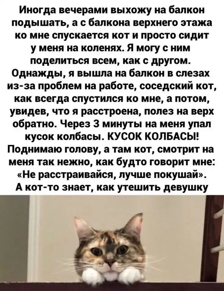 #милыекотики 