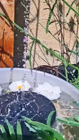 Solar powered water fountain, water feature for garden or balcony. it's works in full sun, just drop it in any water container and enjoy Zen space  #garden #waterfountain #waterfeature #calmingspace #zen #giftideas 