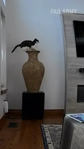 Cat Breaks Vase