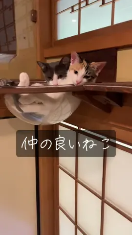 重くなってきたから耐えられるか心配 #cat #cathouse #japanesecat #traditional #保護猫 #古民家 