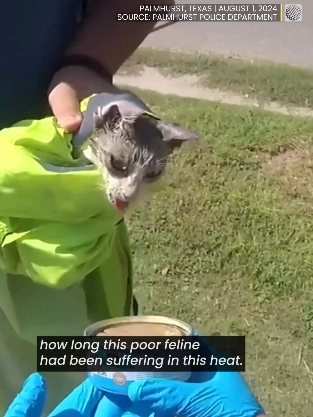 This fortunate feline survived after getting its head stuck in a jar under the scorching Texan sun.  Affectionately named 