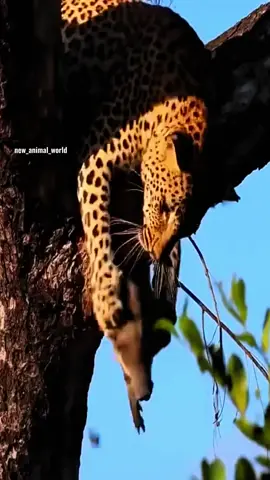 Collection of times when leopards hunt wild boars. #wildlife #animals #leopard 