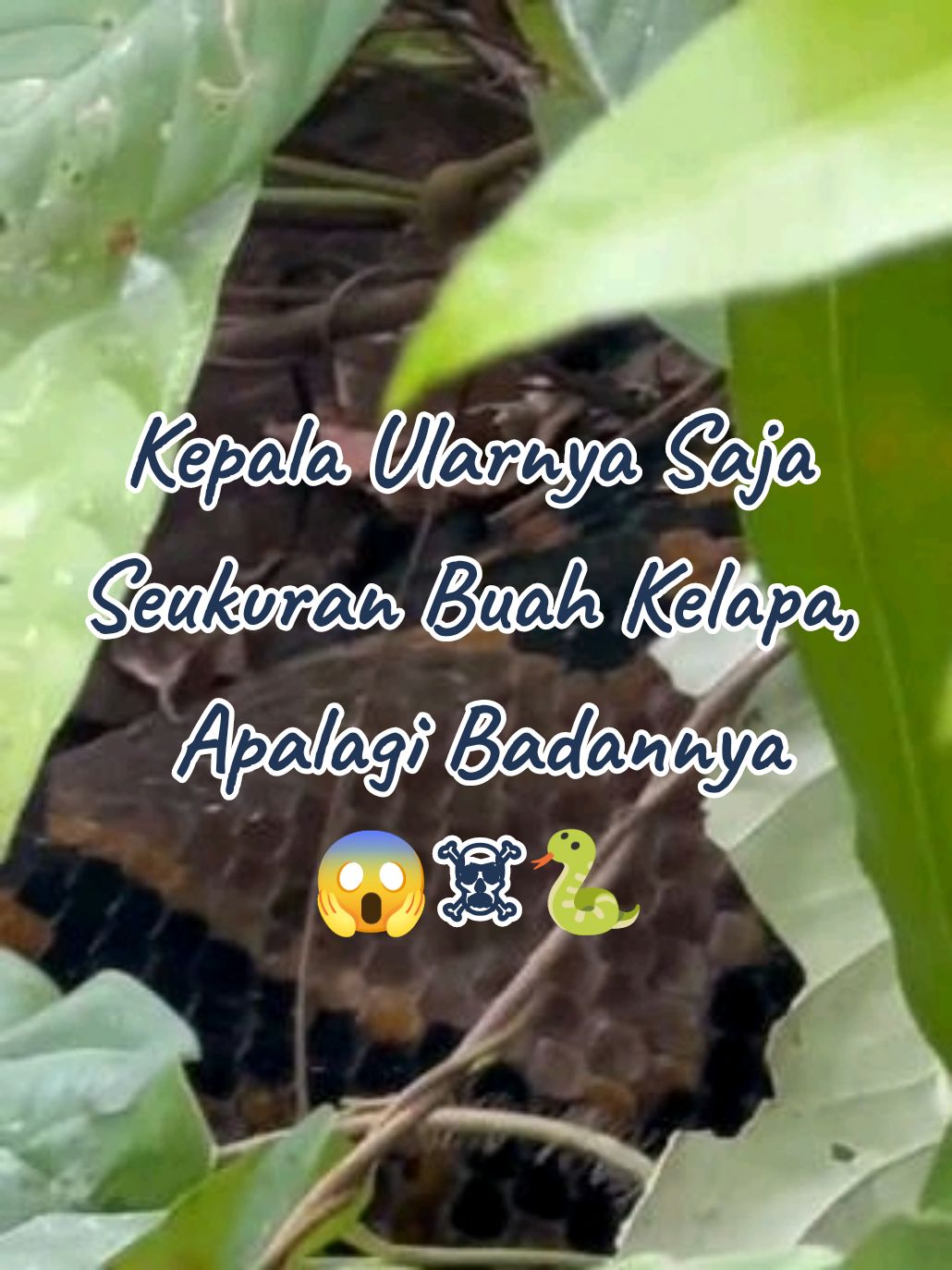 Kepalanya saja Sebesar Buah Kelapa. Matanya Tajam Siap Menerkam Mangsa. untuk semua Masyarakat yg Kehutanan harap berhati-hati 🙏😱☠️🐍 #viral #fyb #sawit #acehviral #horor #angker_serem😬😬 #aceh #acehselatan #menggamatkluettenggah #ular #ularbesar 