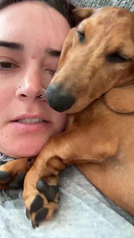 His comfort is all that matters🤪 #dachshund #dachshundsoftiktok #puppy #fypage #fyp #minidachshund #wienerdog #sausagedog