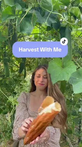 Harvest with me 🌻💛 #harvest #homegrown #backyardhomestead #backyardgarden #growyourown #harvestwithme #gardening #homegrownfood #tomatoes #luffa #sunflowers #peppers #harvestseason #morningvlog 