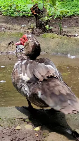 Los patos criollos son grandes, con un promedio de 4,3 kilogramos. Los machos son generalmente más grandes que las hembras. Los patos criollos tienen protuberancias rojas y carnosas en la cara.🦆🐾🍃 #patos #elsalvador #wildlife #aves 