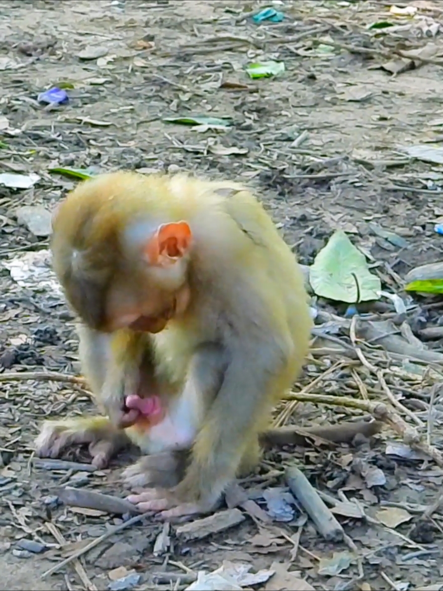 Oh No Roystone what are you doing to your own... #monkeycute #animals #cuteanimals #animalsbaby #funnyvideo #monkey #funnymonkey 