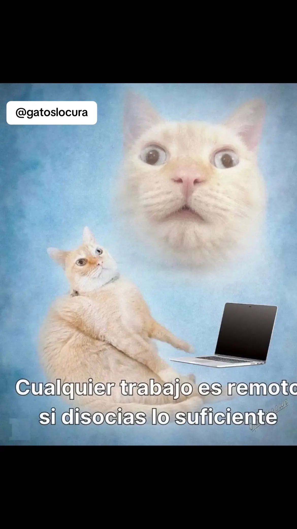 Cualquier trabajo remoto puede ser remoto… #gatos #gato #cat #gatitos #trabajo #trabajoremoto #remoto