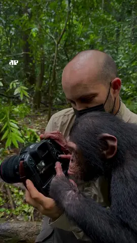 Tchossa, nome do animal, é um chimpanzé resgatado, de apenas 3 anos, que fez questão de analisar as fotos tiradas dele. Ele encantou a web com sua inteligência e naturalidade ao manusear um equipamento fotográfico. O fotógrafo comenta que são animais que aprendem através da imitação dos humanos. Incrível, né? 🥰 Reprodução (Instagram): jcpieri 📺 Confira na JP News e Panflix #Chimpanzé #Fotos #Animais 