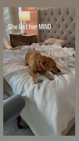 Zoomies on full display by Ginny 😆🦮 #zoomies  #labs  #labrador  #foxredlab