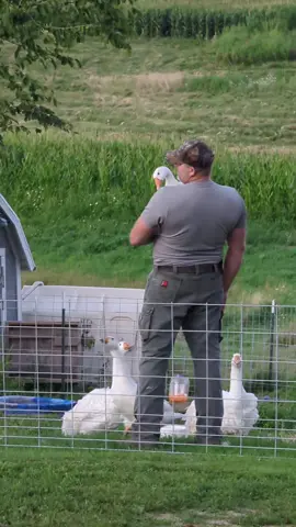 Watering my flowers and come around the corner to this ❤️ He loves his geese!  @Andy Peterson  #lucky #sebastopolgeese #countryboy #countrylife #bestlife #bestfriend #❤️ #gr8fulroots 