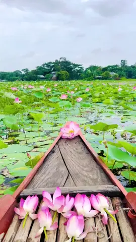 পদ্ম দেখলেই মন খুশিতে মন ভরে উঠে, যানি না মাধুর্য আছে এতে, আমায় যেনো কাছে টানে, 🌷💫🪷#পদ্মাবিল🌷🌼☘️#পদ্মফুল #foryou #foryoupage #viralvideo #fppppppppppppppppppppppp #fyyyyyyyyyyyyyyyyyyy  #কেশরগঞ্জ 