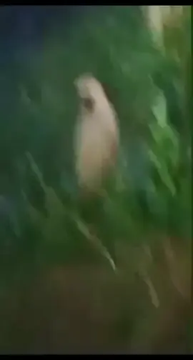 orang duduk memancing kena kacau #seram #hantu #pocong 