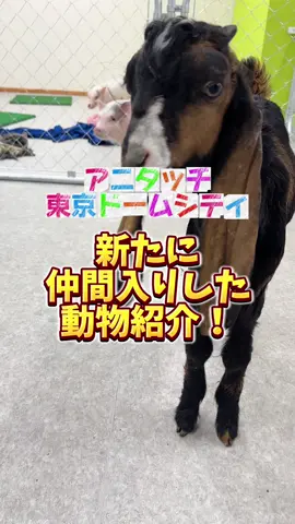 みんなはどの動物が好き？ アニタッチ東京ドームシティにしかいない動物達にぜひ会いにきてね〜🙌!#アニタッチ #アニタッチ東京ドームシティ #animals  #東京ドームシティ #動物園 