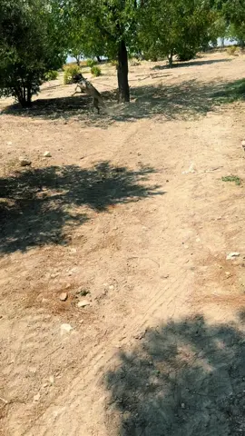 Menfaatsiz gercek sevgiyi bu video çok güzel anlatıyor ❤️mavişim çok özleniyorsun 