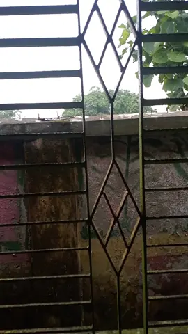 বৃষ্টির দিনে 🌧️🌧️ #fypシ゚viralvideo♥️😍 #bangladesh🇧🇩#tiktokindia#fypシ゚viralvideo♥️😍 