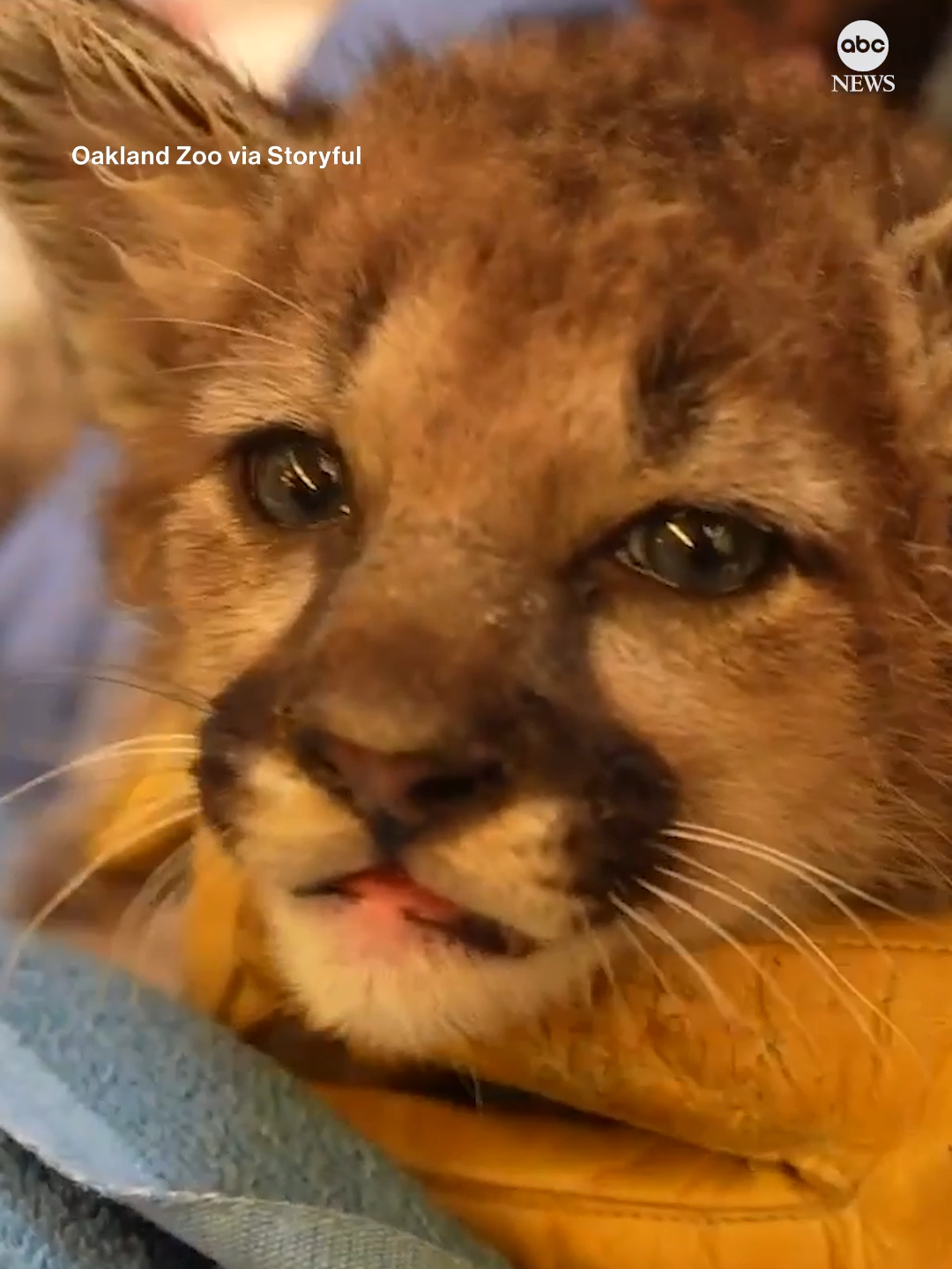 A mountain lion cub that was found alone and wandering down a road was taken in by the Oakland Zoo in California. #mountainlions #california #abcnews