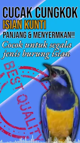 SUARA BURUNG CUCAK CUNGKOK ISIAN KUNTI, panjang & menyeramkan #masteran #masteranburung #sogokontong #fyp #fypシ #viral #kicauburung #burungmasteran 