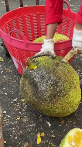 Professional Jackfruit Peeling - Thai Fruit | Shop name: ร้านขนุนโอ๋-ติ๊ก 📍Location: Talaad Thai, Khlong Nueng, Pathum Thani ,Thailand #asmr #fruit #foodland 