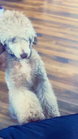 #goldendoodle #goldendoodle #goldendoodle 