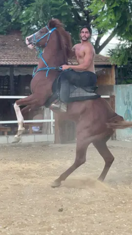 وهيك منكون ختمنا الترند😉🔥#خيل_وخياله🐎 #خياله #الشامي_alshami #وين 