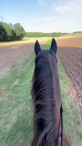 BISSL FETZEN😝|#pferd #horseriding #riding #ricardo #horse #ausreitenmitpferd #stoppelfelder #reiten #pferd #fetzen #galloping #gallopiern#horsetok #horsgirl 