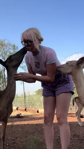 Feeding our spider friend, saving a barn swallow that fell from the nest, NEW FARM ANIMAL REVEAL coming sooooon, deer kishes! Oh, and Hannibal Lecter. #animals #farm #pets #rescue #wildlife 