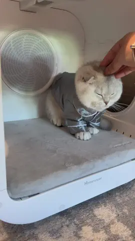Coco trying out his new dryer box from @HOMERUNPET 🧼🤍 #fyp #foryoupage #catsoftiktok #bath #kitten #scottishfold #viral #asmr #satisfying 