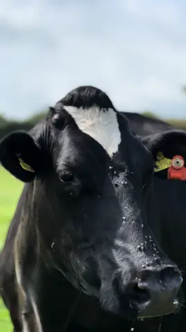 These girls mean business 💪🐮 #fyp #fypシ #fypシ゚viral #dairy #dairyuk #british #countrygirls #womeninfarming #backbritishfarming #farminguk #farming #agri #agriculture #britishholstien #britishcountryside @MillyMoo’s