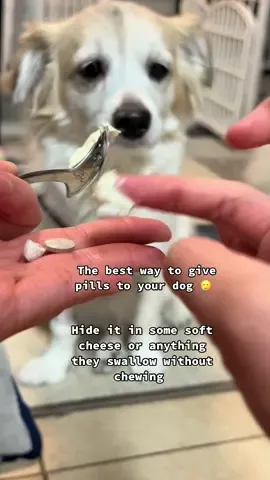 Tips to give meds to your dog 🥹 #dogs #medicationtips #howtogivedogpills 