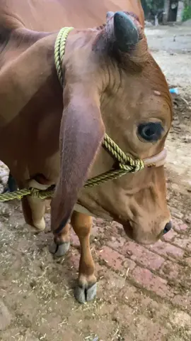When the cow decides to steal the show with some hilarious commentary! 🐮😂 You won’t believe what she’s saying! #FunnyCow #Comedy #FarmLife #AnimalHumor #Dubbing