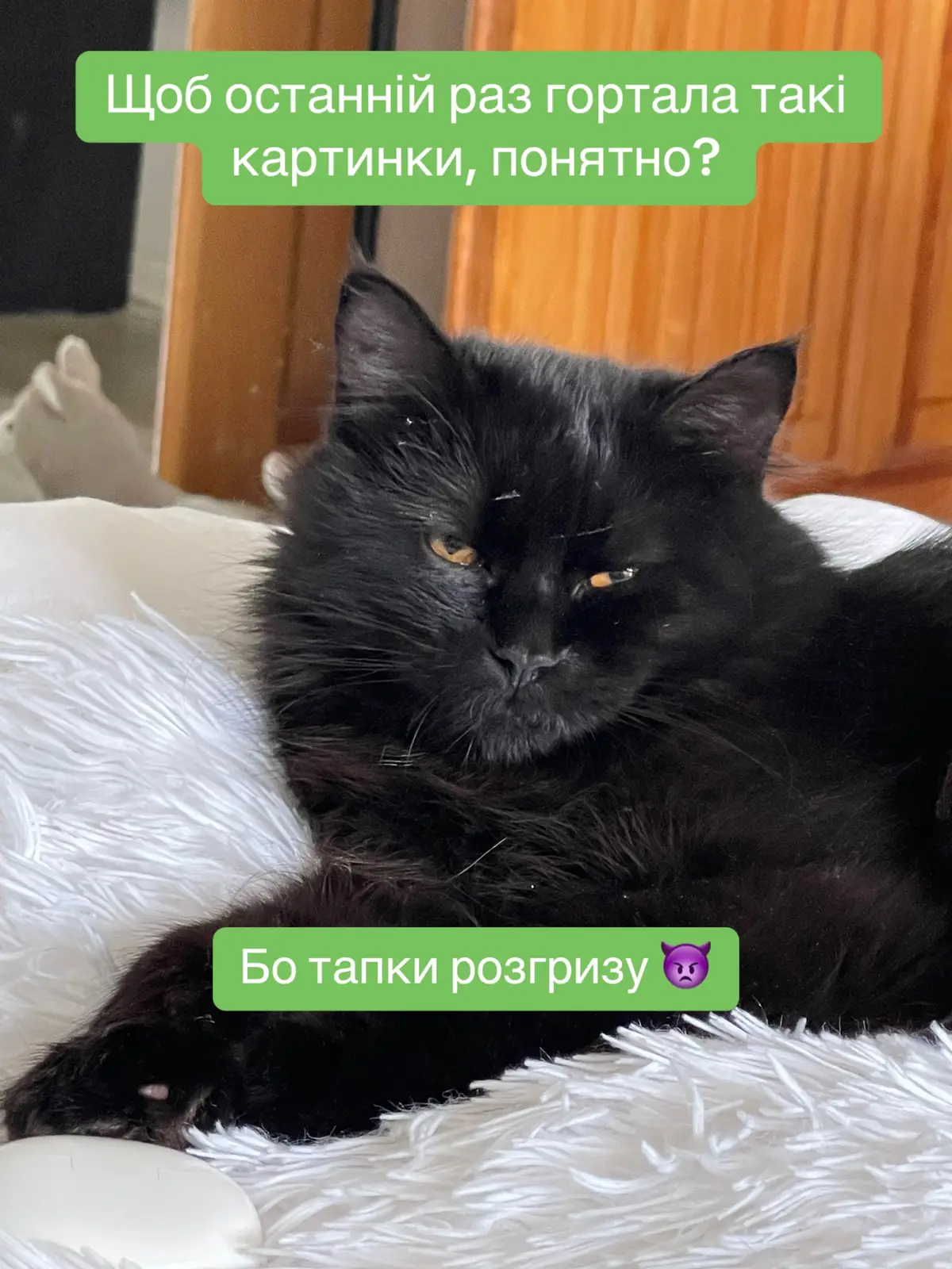 #кітонікс #кітукраїнець #котячийтікток 