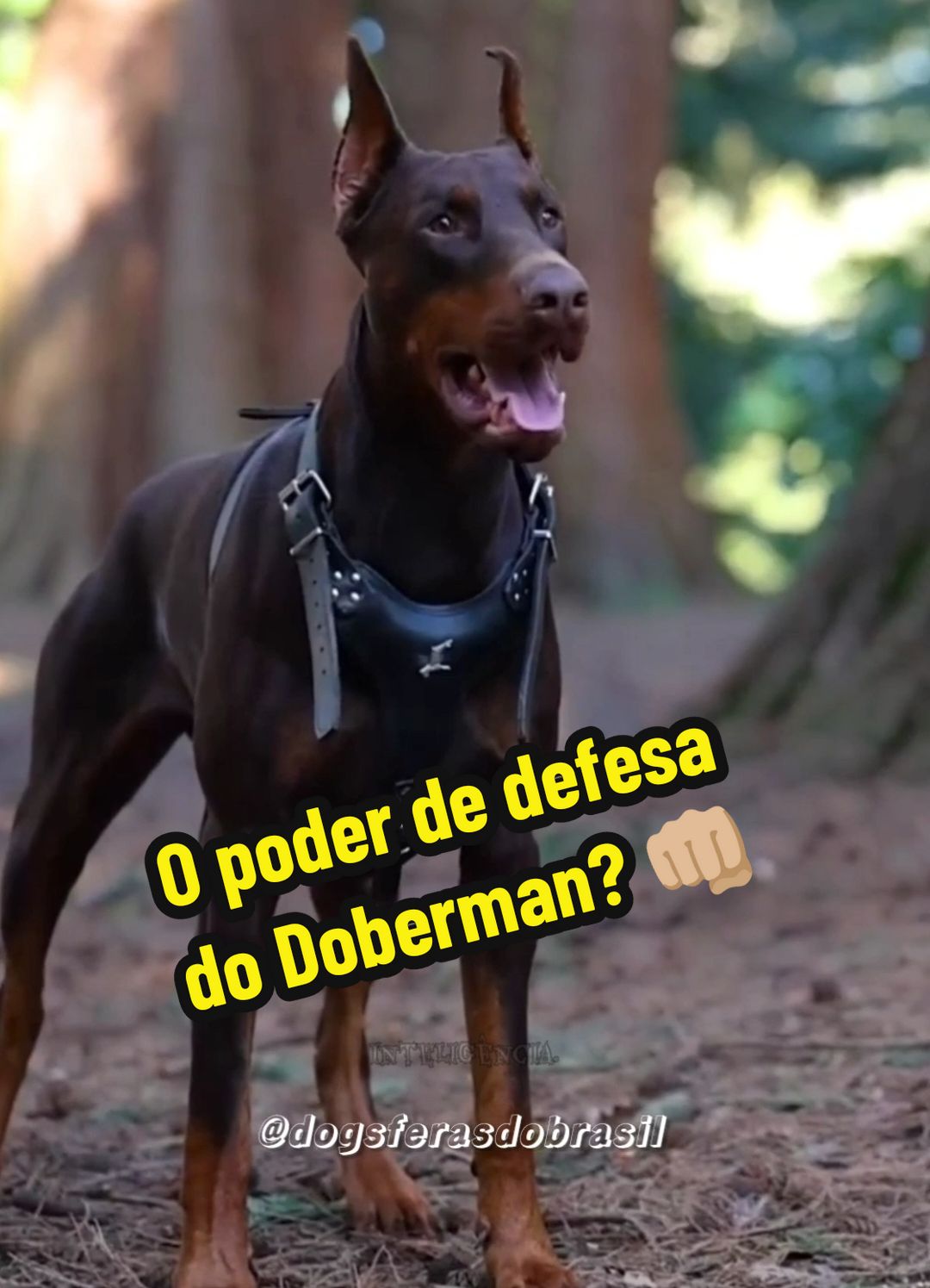 O poder de defesa do Doberman? #doberman #cachorro #pet #caodeguarda #tiktok 