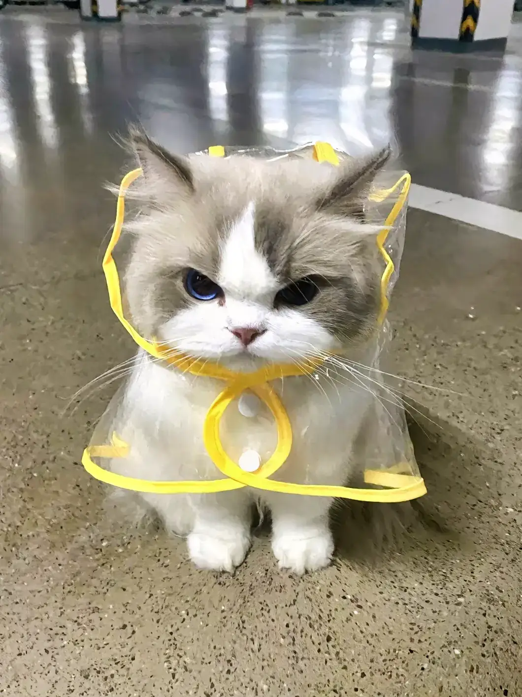 cr: grapelu (douyin) #ragdoll #cat #cute #fyp 