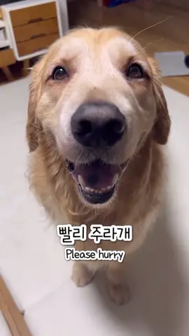 새벽 3시만 되면 아빠 깨우는 댕댕이 응아 마려워? 놉! 그럼 왜? 간식 주라개 #강아지 #댕댕이 #반려견 #골든리트리버 #대형견 #동물 #멍멍이 #goldenretriever #puppy 