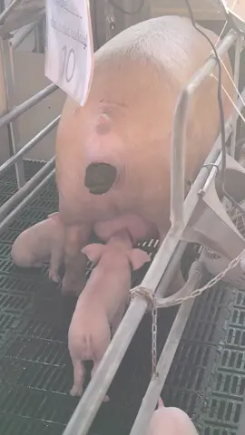 Hey guys check this pig out. Follow for more funny & awesome videos like this. #funny #awesome #pig 